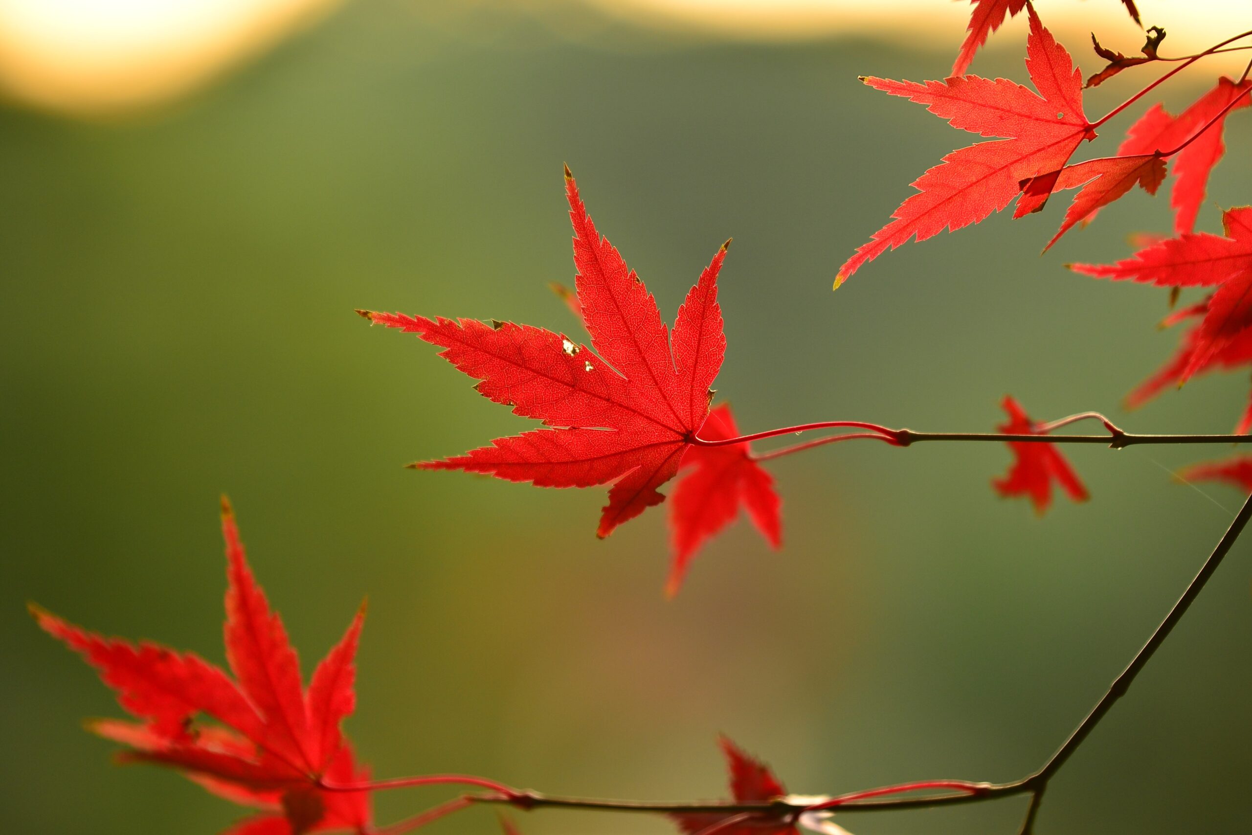 紅葉