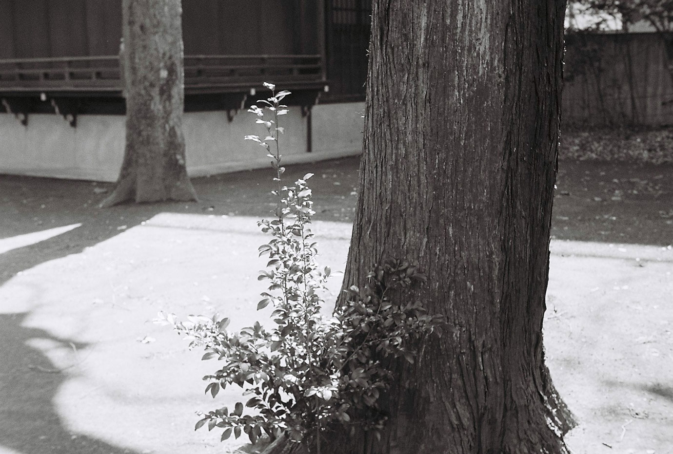 Leica Type I f3.5/50mm Elmar Ealry FODIS Set 作例