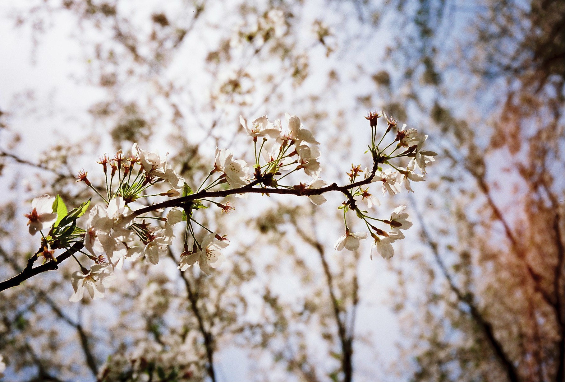 TC-1で桜を撮影した写真