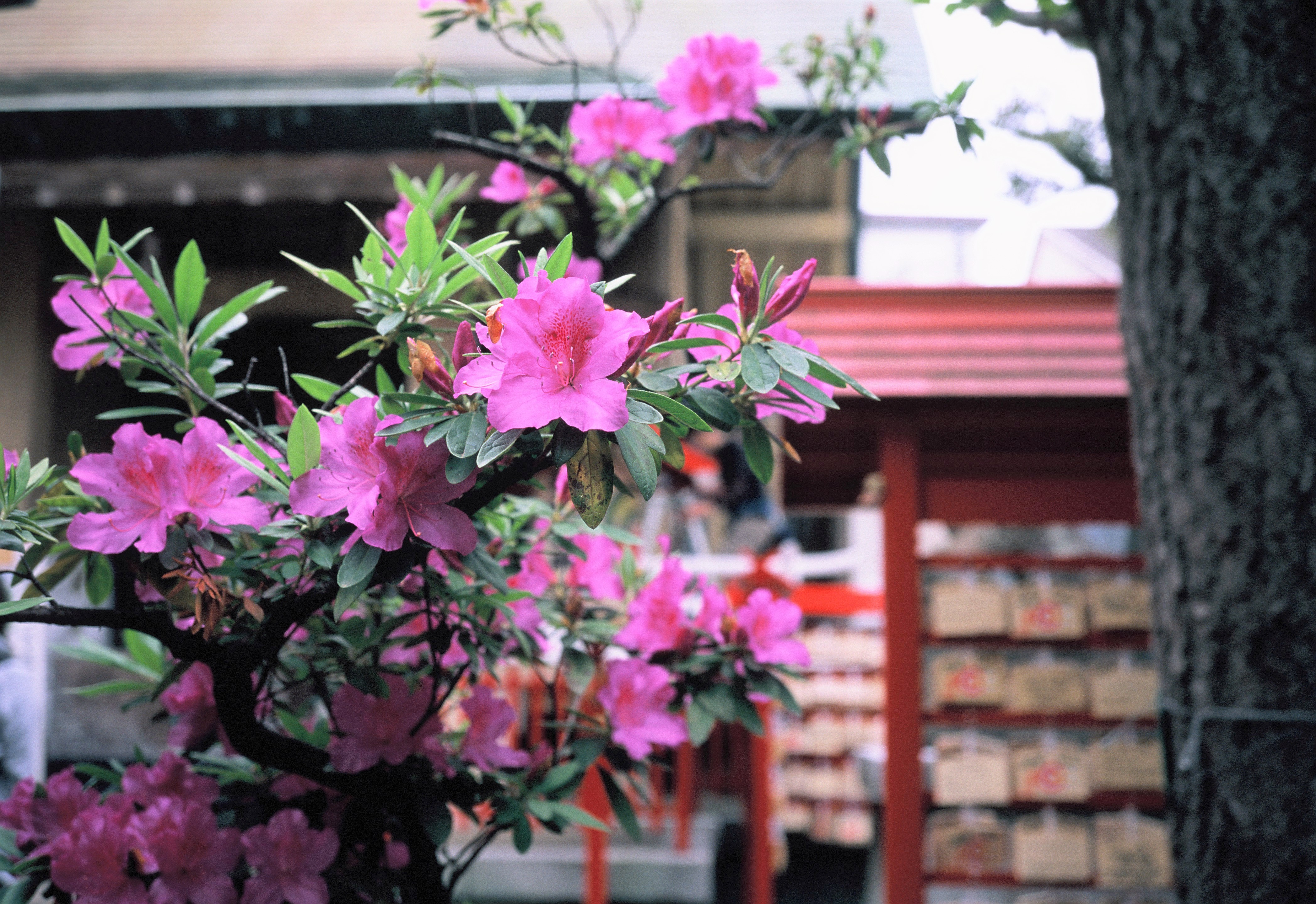 FUJIFILM KLASSEでピンクの花を撮影した写真