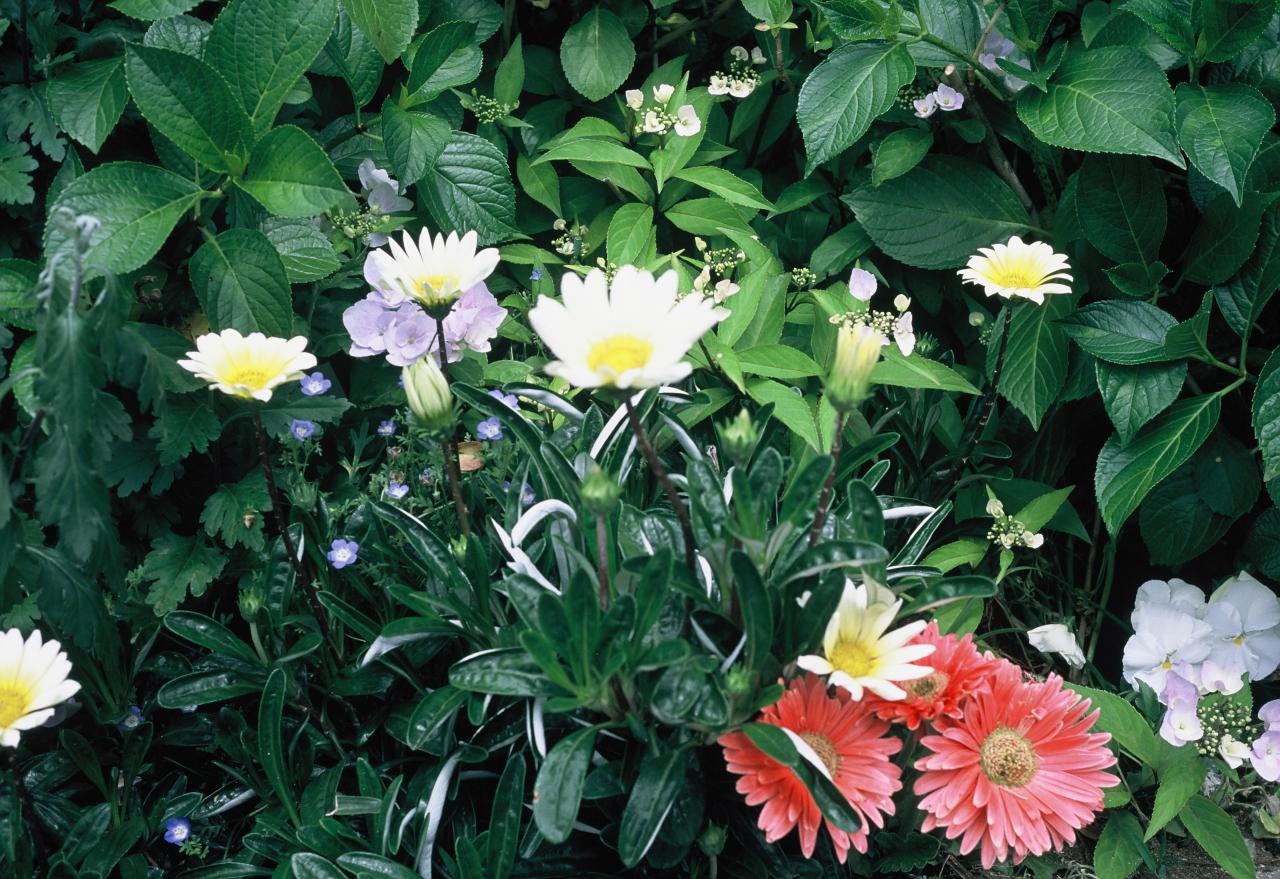 Leica Miniluxで花を撮影した写真