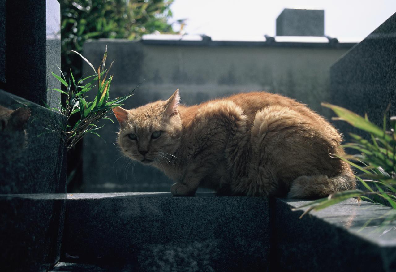 Leica Tri-Elmar-M f4/28-35-50mm ASPH. で猫を撮影した写真