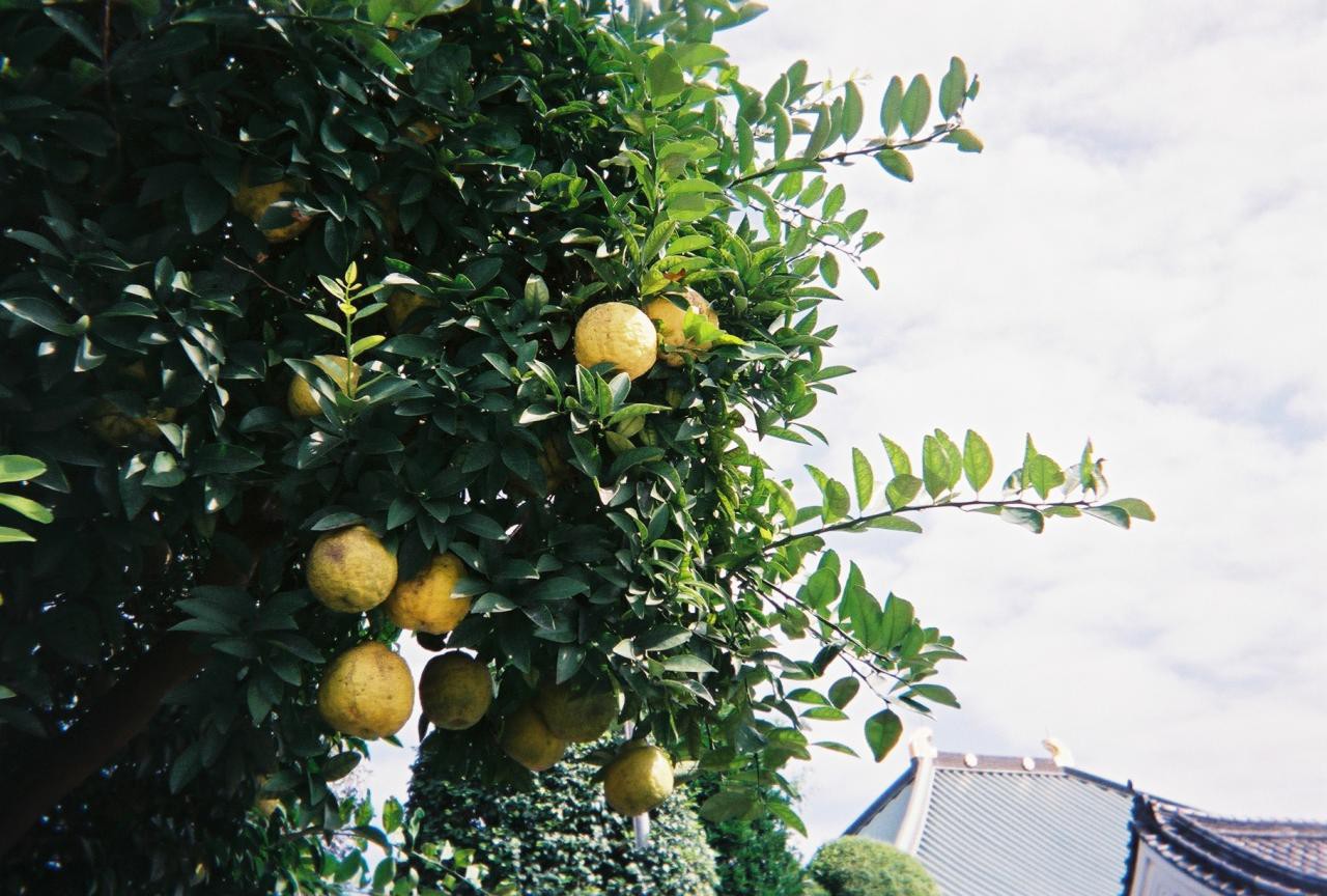 富士フイルム 写ルンです シンプルエース 作例