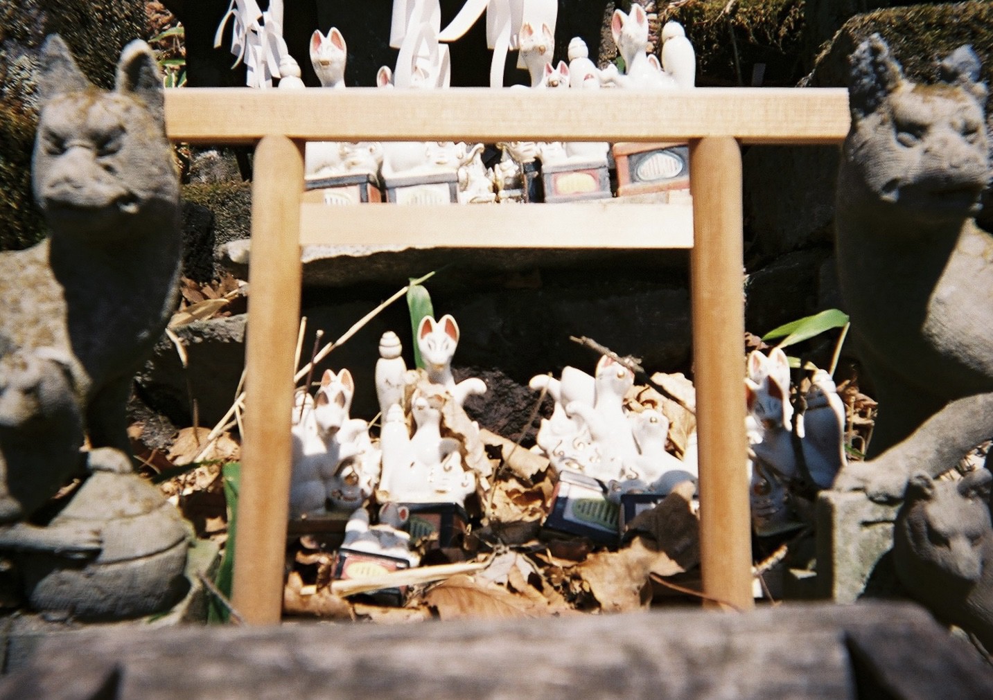 富士フイルム 写ルンです シンプルエース 作例