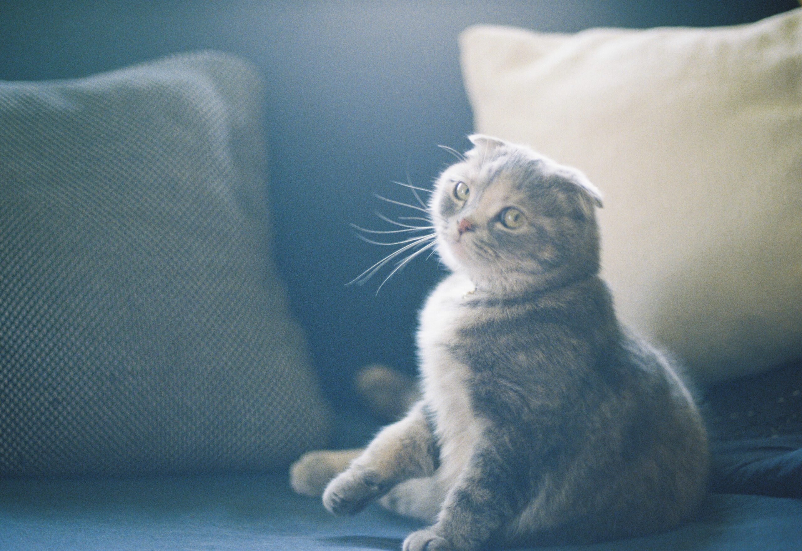 Kodak ULTRAMAX400（Camera:KONICA Auto S）