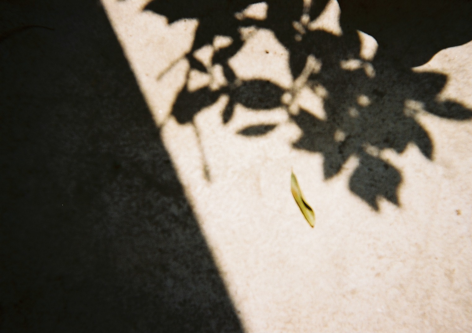 富士フイルム 写ルンです シンプルエース 作例