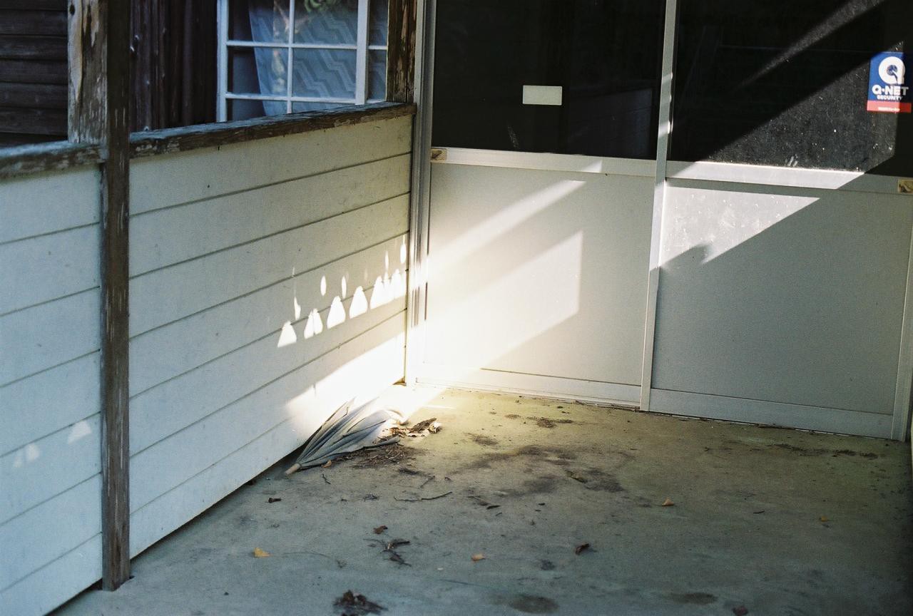 Kodak GOLD200とColorPlus200を撮り比べ