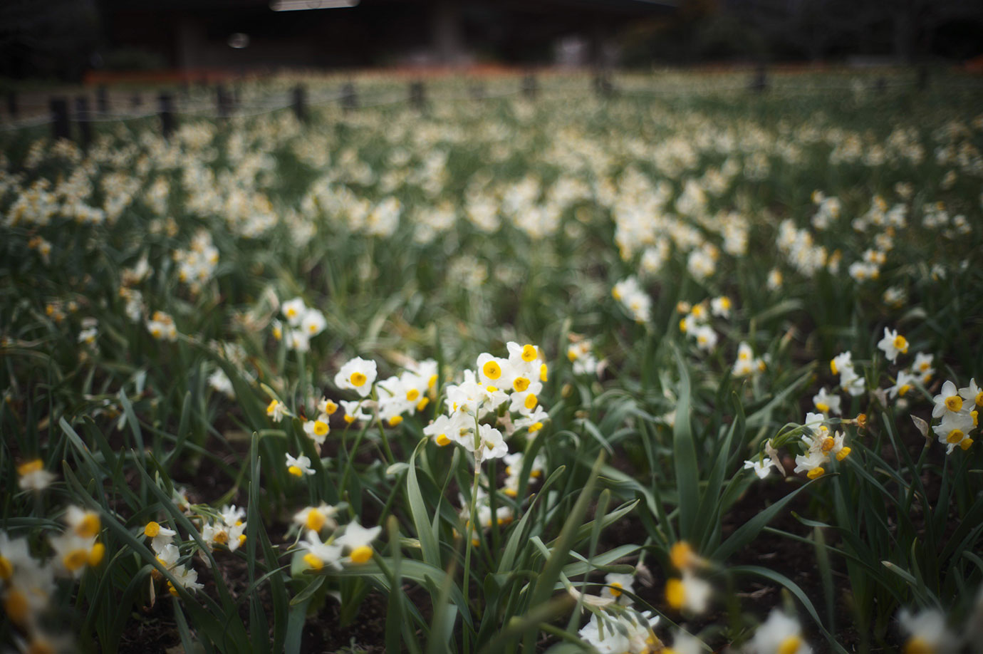 Lens: Leica Summilux 35/1.4 1st Steelrim Camera: Leica M11