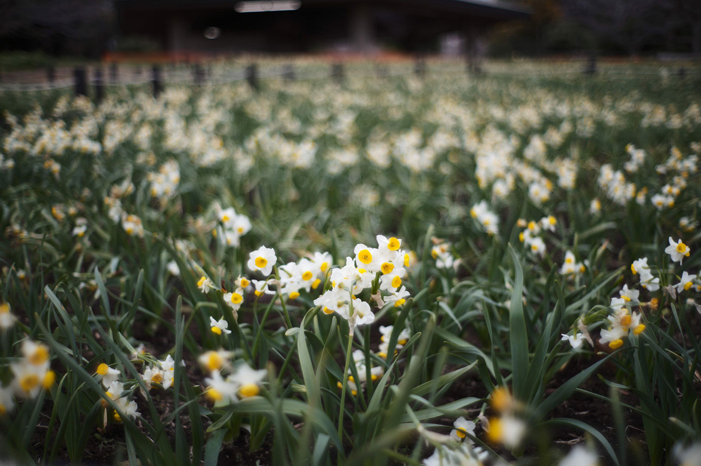 Lens: Leica Summilux-M 35/1.4 11301 Camera: Leica M11