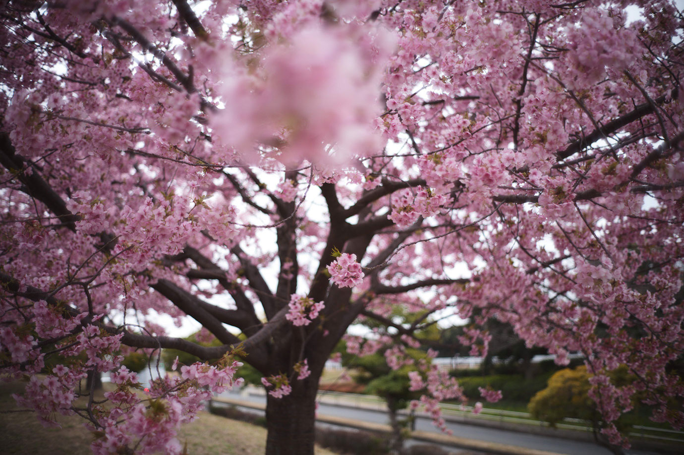 Lens: Leica Summilux 35/1.4 1st Steelrim Camera: Leica M11