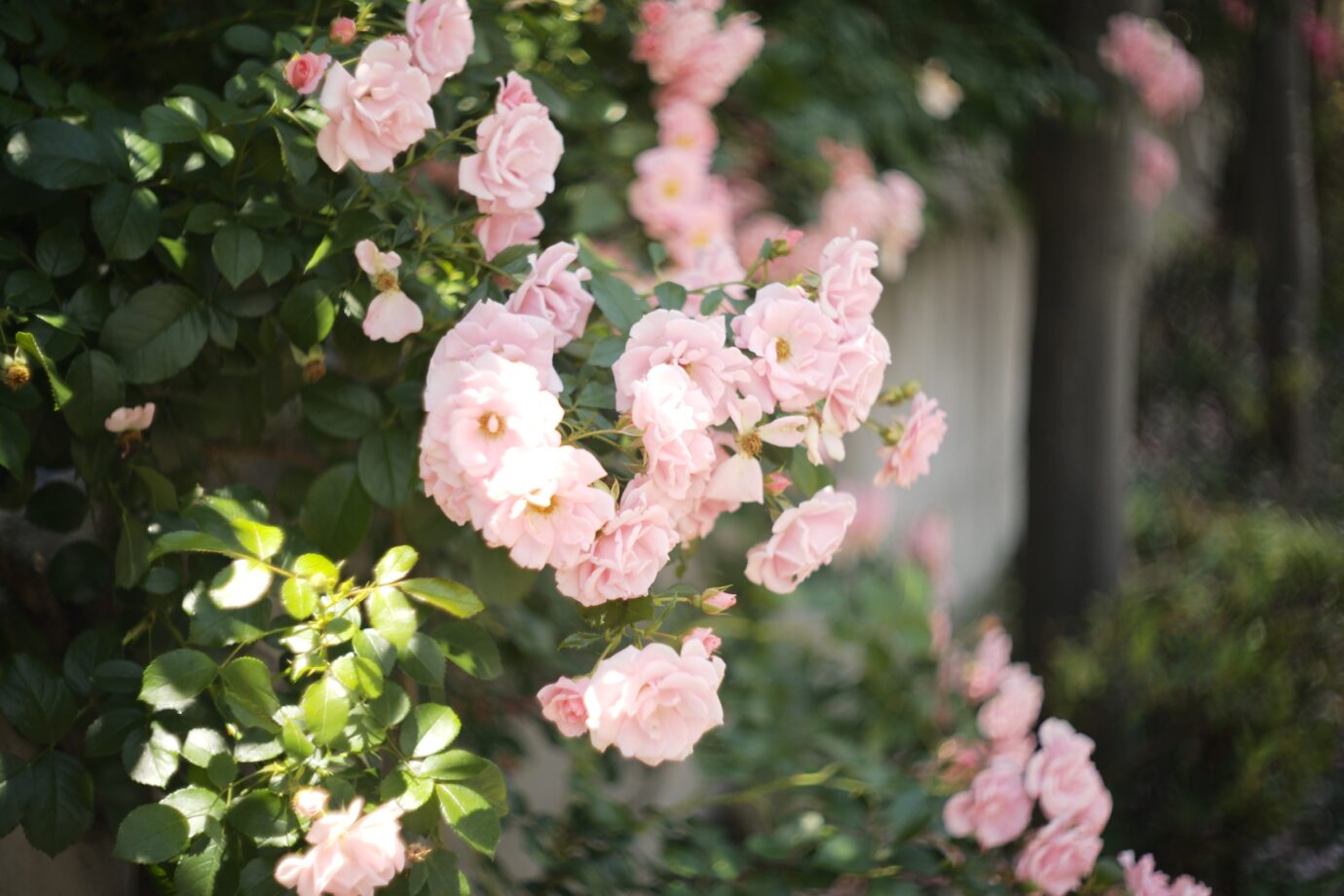 Angenieux 50mm f1.8 L S1で花を撮影した写真