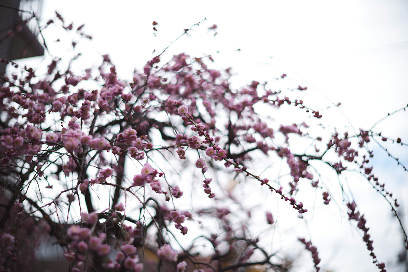 Lens: Leica Noctilux 50/1.2 Camera: Leica M11