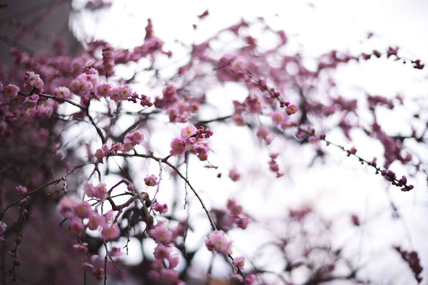 Lens: Leica Noctilux-M 50/1.2 ASPH. Camera: Leica M11