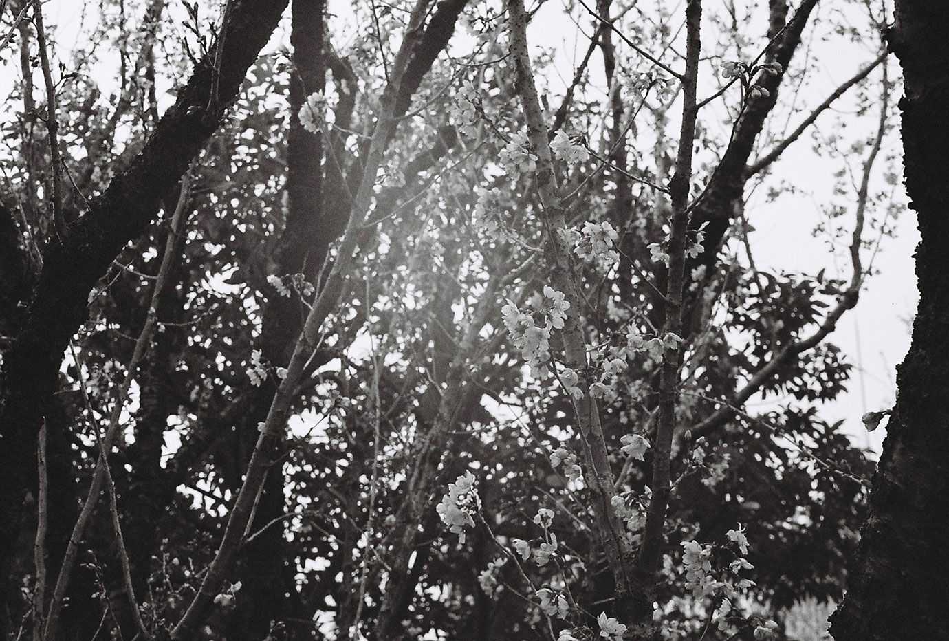Leica '0' Series Replica f3.5/50mm Anastigmat作例