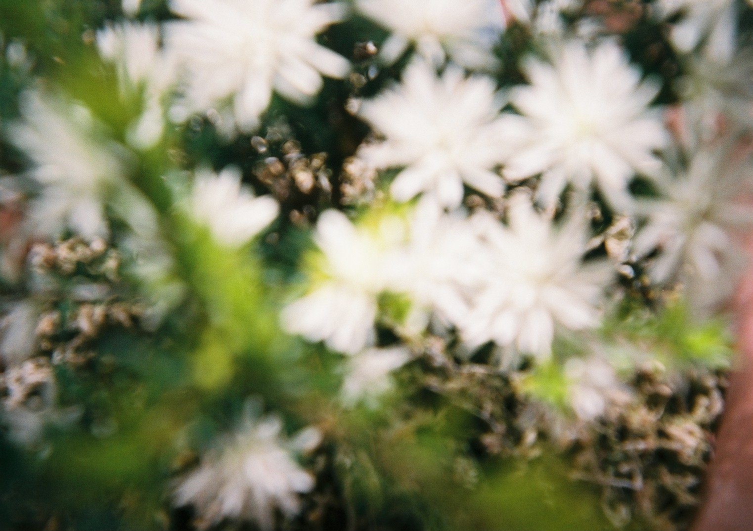 写ルンです ピンぼけ