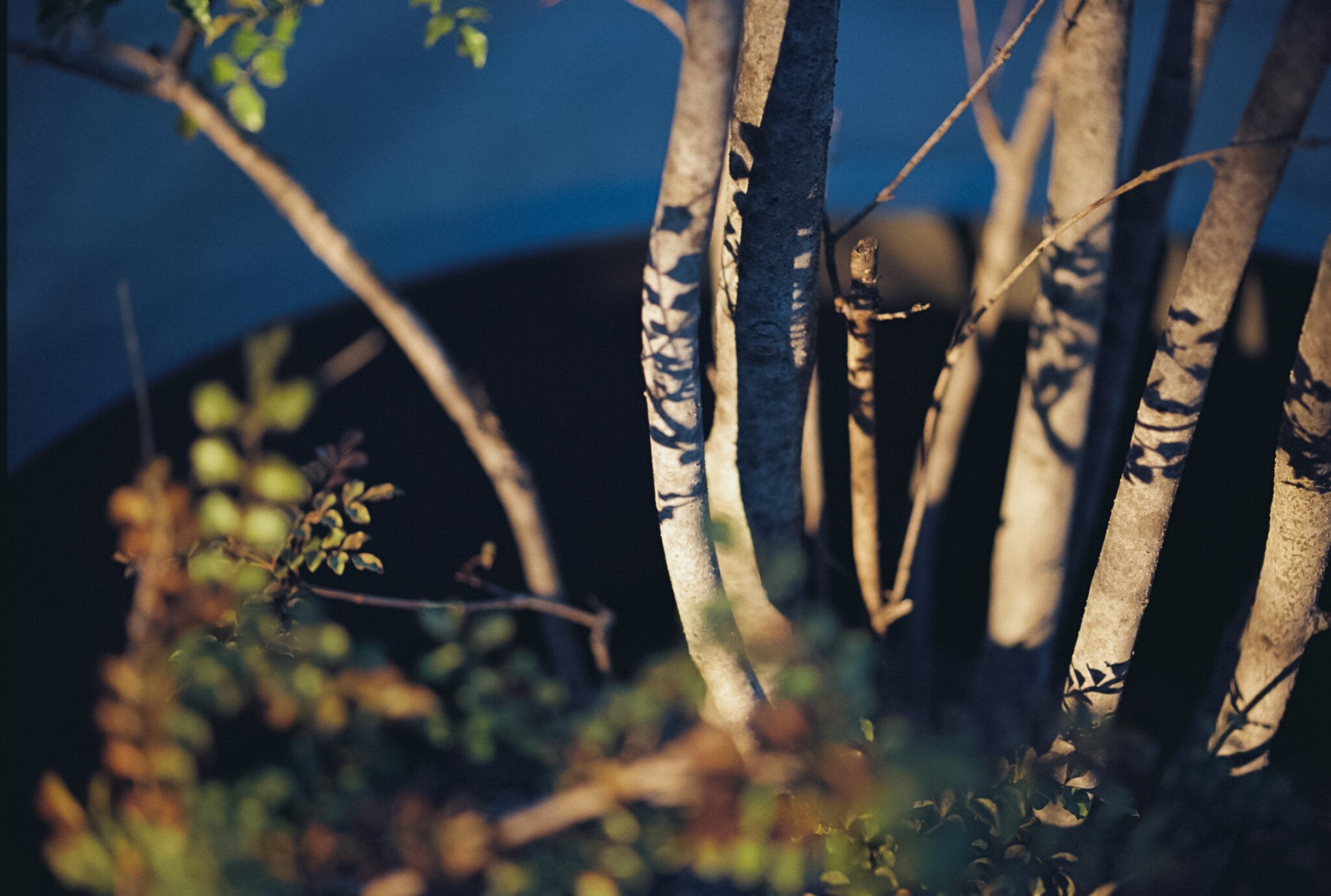 Kodak Ektar 100 作例
