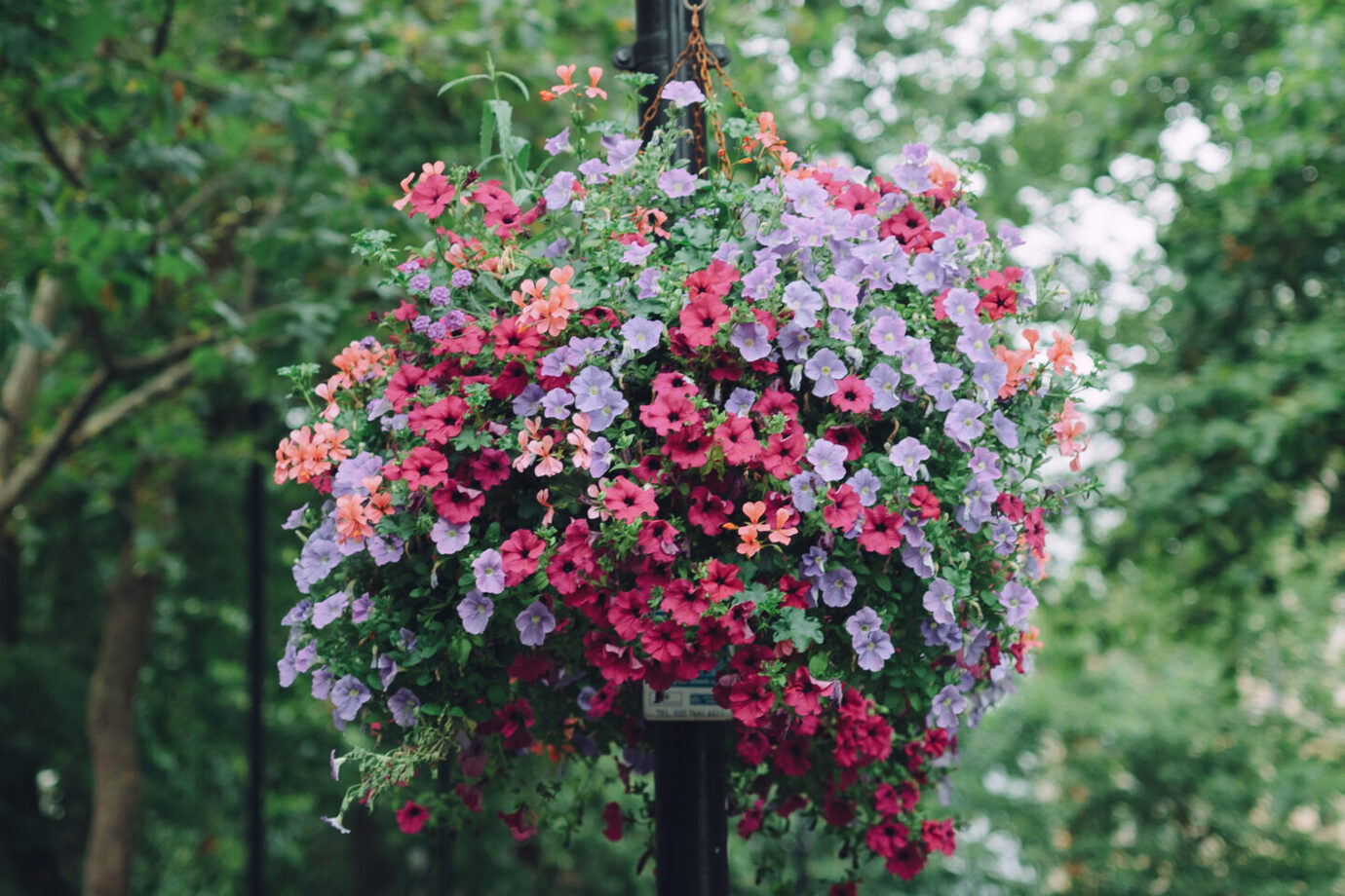 ライカM10-Pでイギリスの町に咲く花を撮影した写真