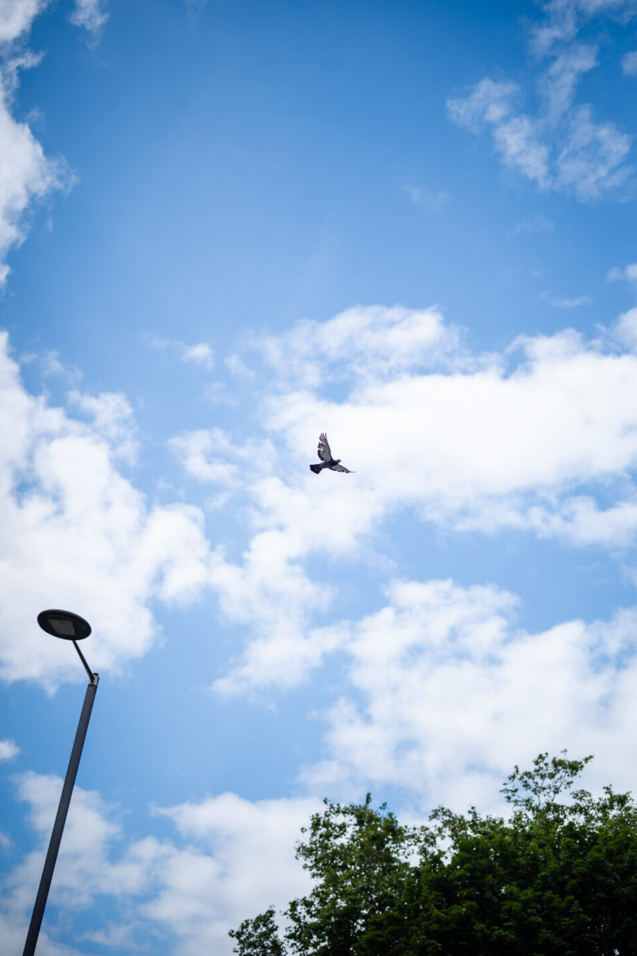 ライカM10-Pでイギリスの空を飛ぶ鳥を撮影した写真