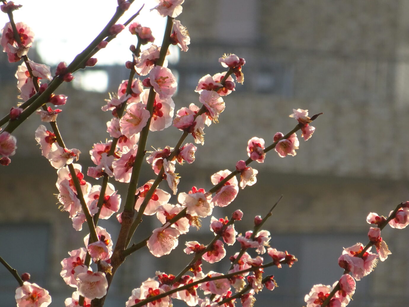 SONY DSC-WX350 作例