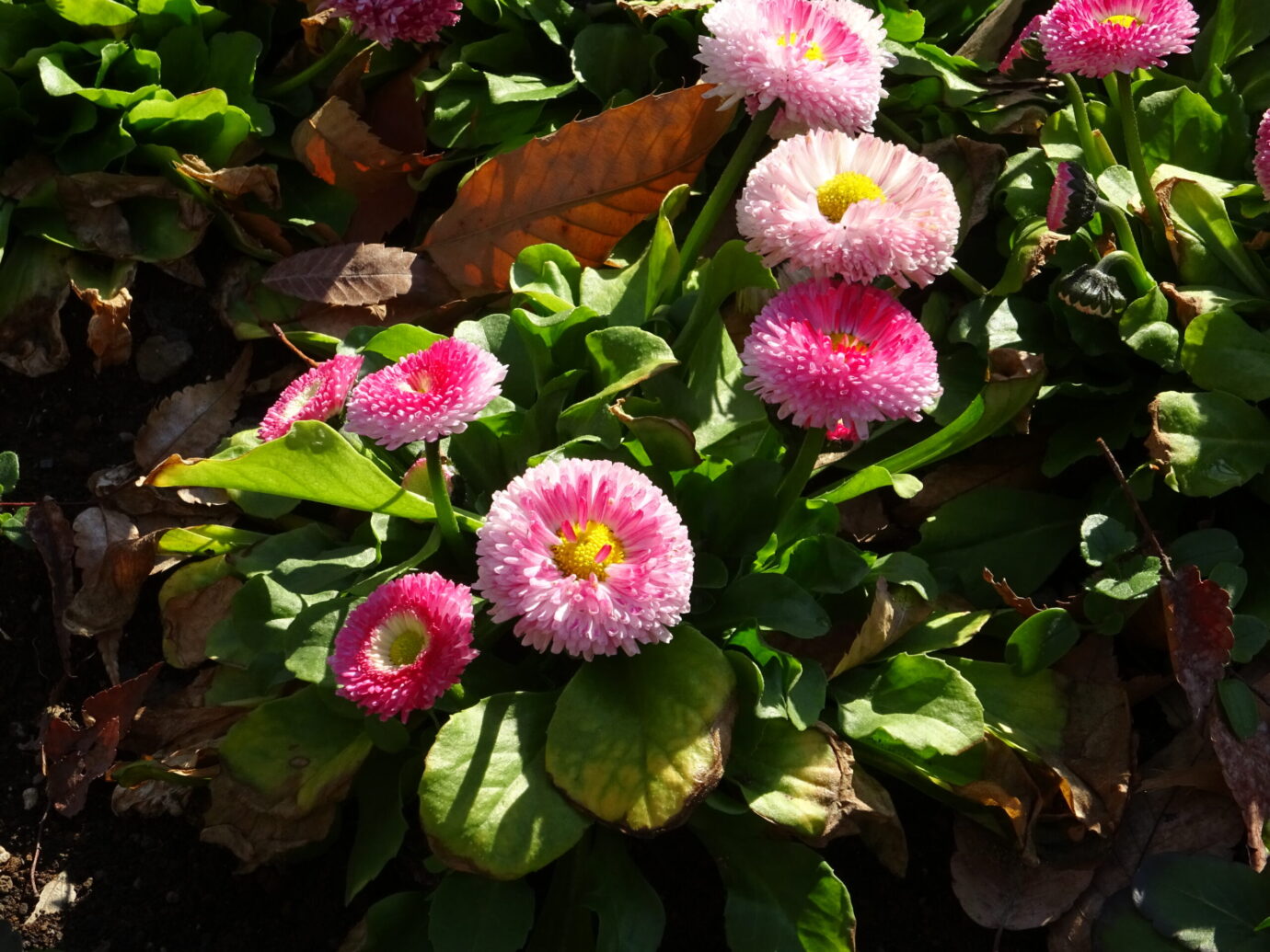 SONY DSC-WX350 作例
