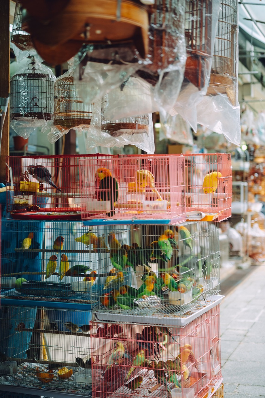 Leica M10-Pとアポ・ズミクロン　M f2/50mm ASPH.を使用して香港の鶏販売店でカゴに入った鶏を撮影した写真